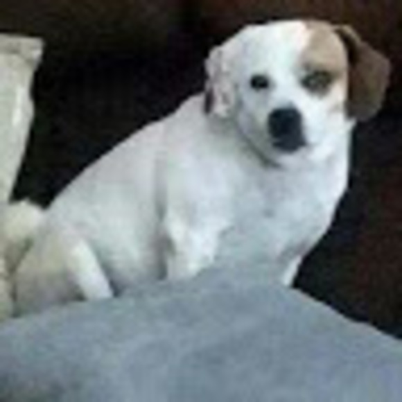 Meet your Posher, Ali - Picture 1 of 1